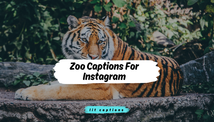 240+Zoo Captions For Instagram