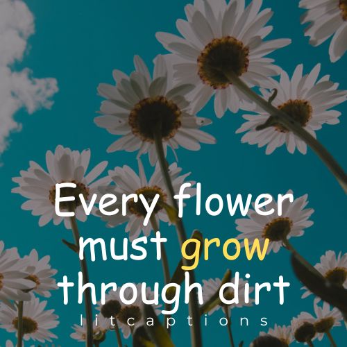 Flower Quotes for Instagram