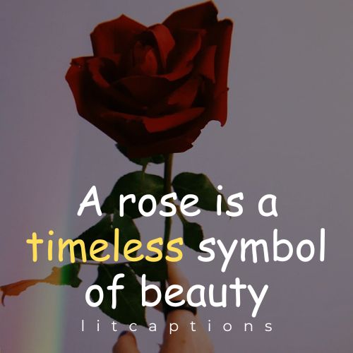 Flower Quotes for Instagram