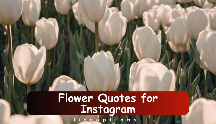 220+Flower Quotes for Instagram